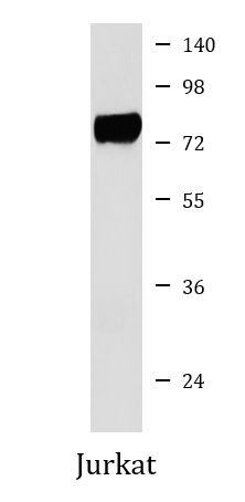 Anti-HEC1