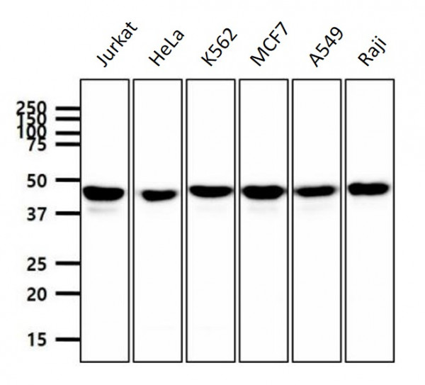 Anti-PPM1A, clone p6c7