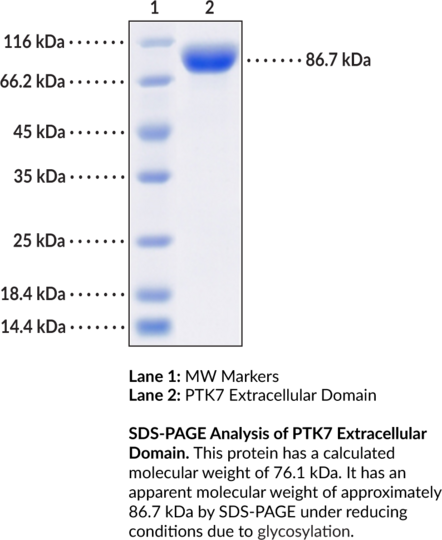 PTK7 Extracellular Domain (human, recombinant)