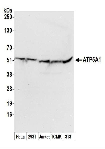 Anti-ATP5A1