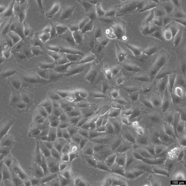 T98G Cells