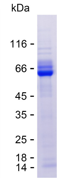 Recombinant Human CRY2 Protein