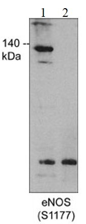 Anti-phospho-eNOS (Ser1177)