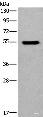 Anti-CYP11B2
