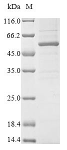 Chordin-like protein 1 (Chrdl1), mouse, recombinant