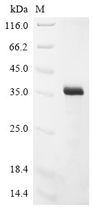 Soluble interferon gamma receptor B8 (B8R), Vaccinia virus, recombinant