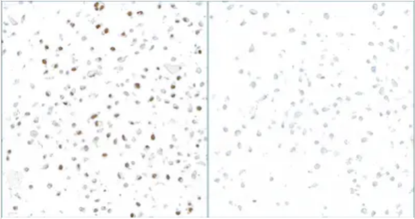 Anti-phospho-RPA32 (Ser33) Recombinant Monoclonal