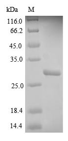 HLA class II histocompatibility antigen,DQ beta 1 chain (HLA-DQB1), partial, human, recombinant