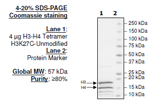 Histone H3-H4 Tetramer H3K27C Unmodified