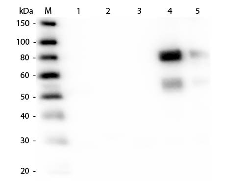 Anti-Rat IgM (Mu Chain)