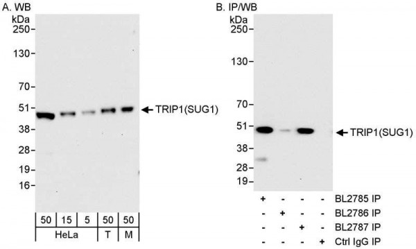 Anti-TRIP1/SUG1