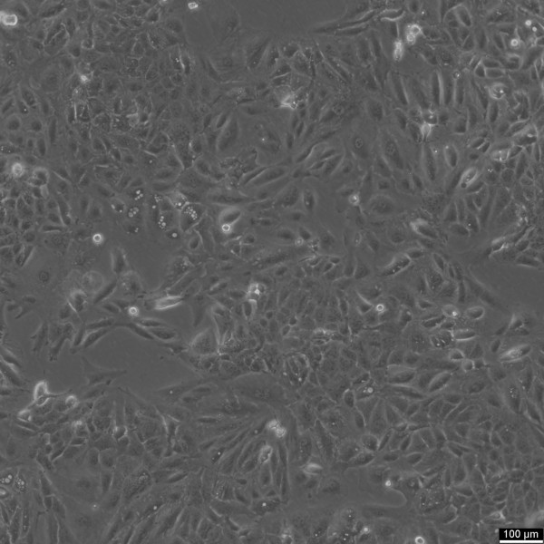 H-MESO-1 Cells