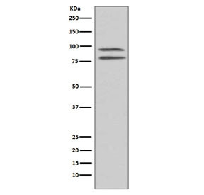Anti-MSK1 (pS376), clone FCF-18