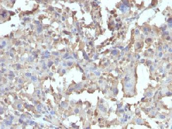 Anti-TNF-alpha (Tumor Necrosis Factor alpha) (clone: TNF/1500R) (recombinant rabbit monoclonal)