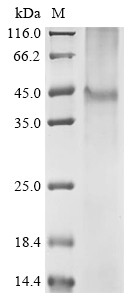 Asialoglycoprotein receptor 2 (Asgr2), rat, recombinant