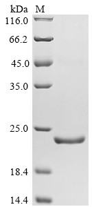 Apoptosis regulator Bcl-2 (Bcl2), partial, mouse, recombinant