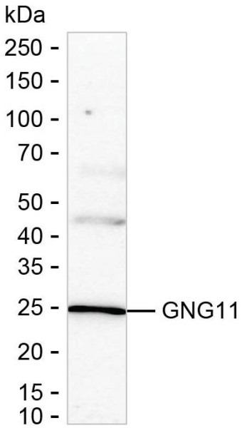 Anti-GNG11