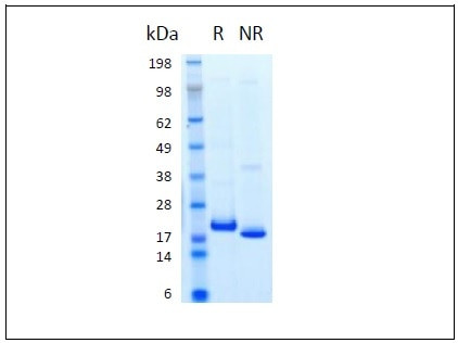 HGH HumanKine(R) recombinant human protein