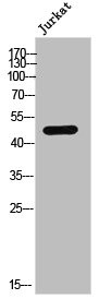 Anti-Phospho-CTBP1 (S422)