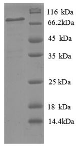 Phospholipid transfer protein (PLTP), human, recombinant