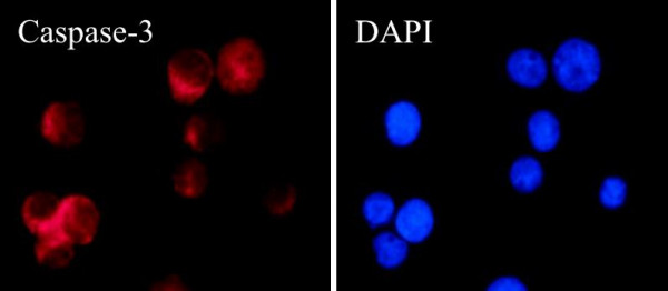 Anti-Caspase 3, clone SQab1876