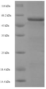 Glia-derived nexin (SERPINE2), human, recombinant
