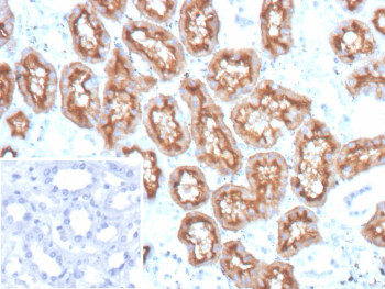 Anti-CD10 / Neprilysin, clone MME/12957R
