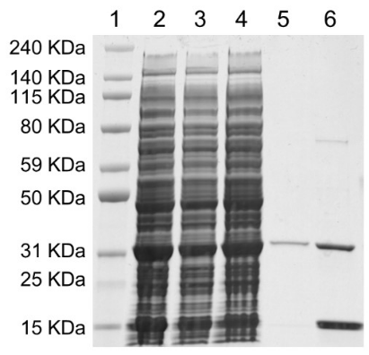MonoRab(TM) Anti-Camelid VHH Affinity Resin