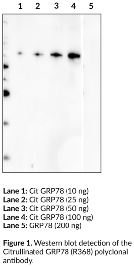 Anti-Citrullinated GRP78 (Arg368)