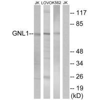 Anti-GNL1