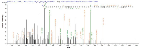 Elastin (Eln), partial, mouse, recombinant