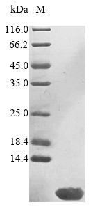 Prohibitin (Phb), partial, mouse, recombinant
