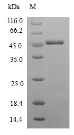 Neurocalcin-delta (NCALD), human, recombinant