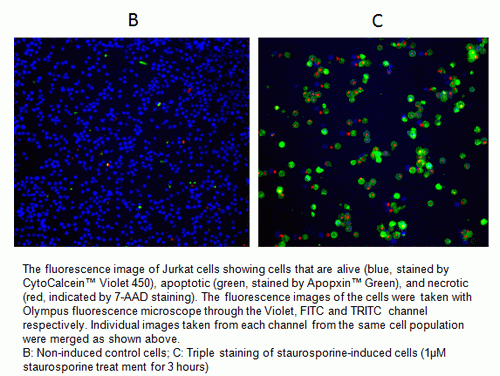 Cell Meter(TM) Apoptotic and Necrotic Detection Kit, Triple Fluorescence Color