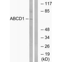 Anti-ABCD1