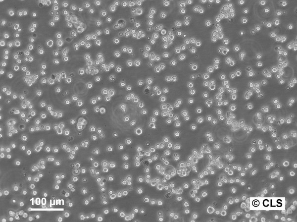 EGG Cells