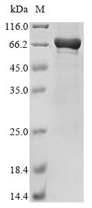 Coiled-coil domain-containing protein 112 (CCDC112), human, recombinant