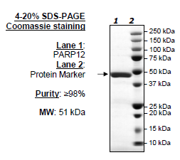 PARP12, active human recombinant protein, N-terminal His-GST-tag