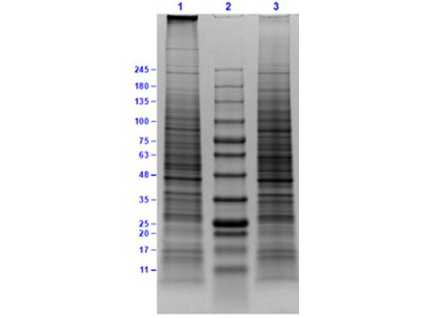 Daudi Whole Cell Lysate