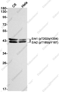 Anti-Recombinant Phospho-ERK1 (Thr202/Tyr204) / ERK2 (Thr185/Tyr187), clone C133008