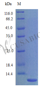 Growth-regulated alpha protein (Cxcl1) (Active), rat, recombinant
