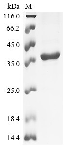 Synapsin-2 (Syn2), partial, rat, recombinant