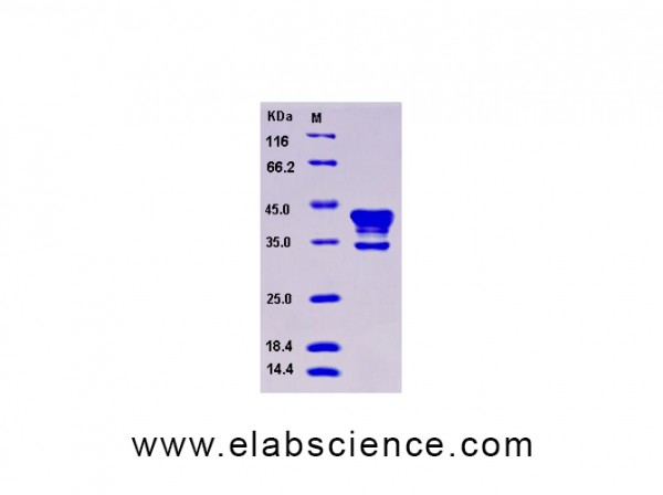 Recombinant Human CAMK1 / CaMKI-alpha Protein