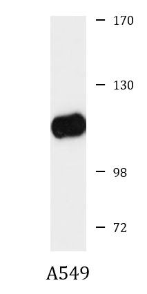 Anti-VE-Cadherin
