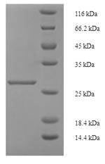 Inhibin beta A chain (INHBA), human, recombinant