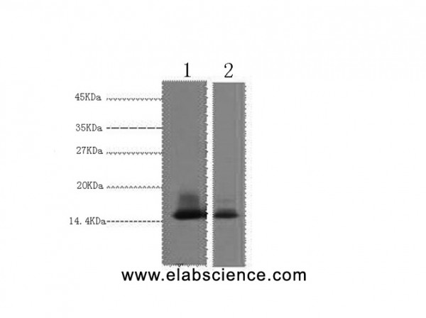 Anti-alpha Lactalbumin, clone 9C3