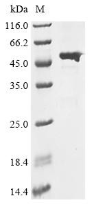 Lipase 1 (lip1), Staphylococcus aureus, recombinant