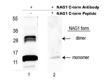 Anti-NAG-1 (C-terminal specific), Peroxidase conjugated