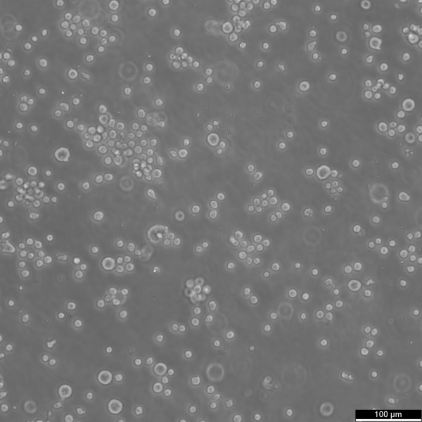 KG-1a Cells