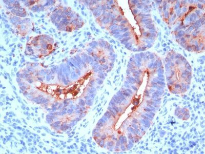 Anti-CD66 (CEA)(C66/195), CF405S conjugate, 0.1mg/mL
